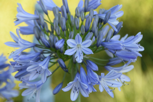 Agapanthus 'Bigfoot' (bladverliezend)