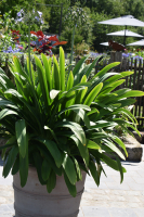 Agapanthus 'Bigfoot' (bladverliezend)