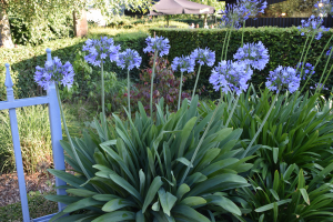 Agapanthus 'Bigfoot' (bladverliezend)
