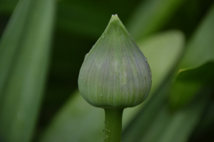 Agapanthus 'Bigfoot' (bladverliezend)