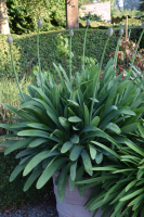 Agapanthus 'Bigfoot' (bladverliezend)