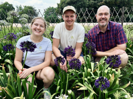 Agapanthus 'Black Jack ®' (bladhoudend)