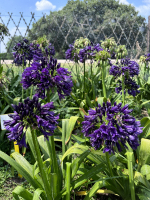 Agapanthus 'Black Jack ®' (bladhoudend)