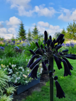 Agapanthus 'Black magic' (bladverliezend)