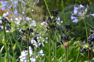 Agapanthus 'Black magic' (bladverliezend)