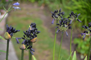 Agapanthus 'Black magic' (bladverliezend)