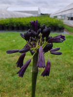 Agapanthus 'Black magic' (bladverliezend)