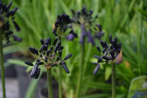 Agapanthus 'Black magic' (bladverliezend)