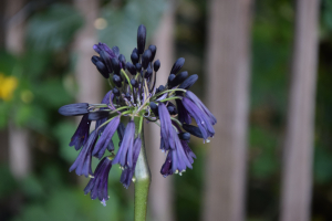 Agapanthus 'Black magic' (à feuillage caduque)