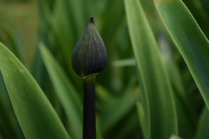 Agapanthus 'Black magic' (bladverliezend)