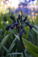 Agapanthus 'Black magic' (bladverliezend)