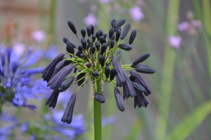 Agapanthus 'Black magic' (bladverliezend)