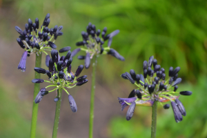 Agapanthus 'Black magic' (bladverliezend)