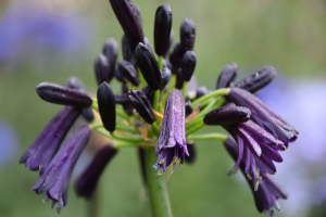 Agapanthus 'Black magic' (bladverliezend)