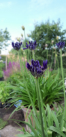 Agapanthus 'Black Pantha ®' (bladhoudend)