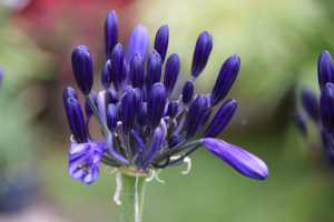 Agapanthus 'Black Pantha ®' (bladhoudend)