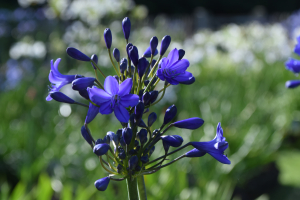 Agapanthus 'Blitz prestige ®' (bladverliezend)