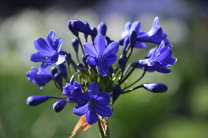 Agapanthus 'Blitz prestige ®' (bladverliezend)