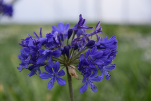 Agapanthus 'Blitz prestige ®' (bladverliezend)