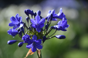 Agapanthus 'Blitz prestige ®' (bladverliezend)