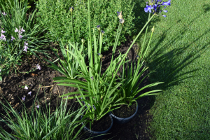 Agapanthus 'Blitz prestige ®' (bladverliezend)