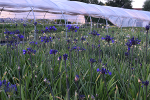 Agapanthus 'Blitz prestige ®' (bladverliezend)