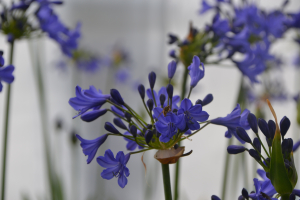 Agapanthus 'Blitz prestige ®' (bladverliezend)