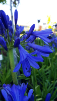 Agapanthus 'Blue Bayou ®' (bladhoudend)