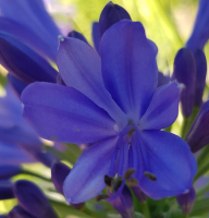 Agapanthus 'Blue Bayou ®' (bladhoudend)