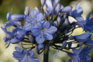 Agapanthus 'Blue Curaçao ®’ (bladverliezend)