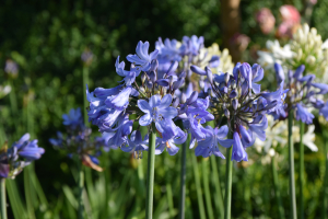 Agapanthus 'Blue Curaçao ®’' (bladverliezend)