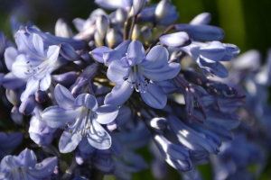 Agapanthus 'Blue Curaçao ®’' (bladverliezend)