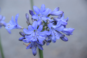 Agapanthus 'Blue Curaçao ®’' (bladverliezend)