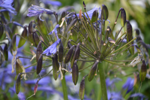 Agapanthus 'Blue flamingo' (bladhoudend)