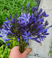 Agapanthus 'Blue flamingo' (bladhoudend)