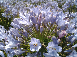 Agapanthus 'Blue flare ®' (bladhoudend)