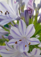 Agapanthus 'Blue flare ®' (bladhoudend)