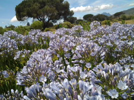 Agapanthus 'Blue flare ®' (bladhoudend)