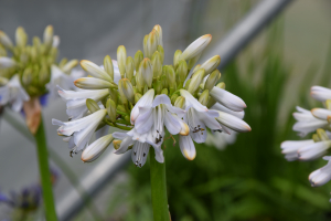 Agapanthus 'Blue Moon' (à feuillage caduque)