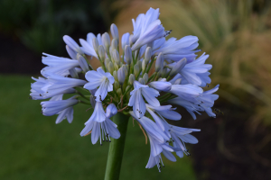 Agapanthus 'Blue Moon' (bladverliezend)