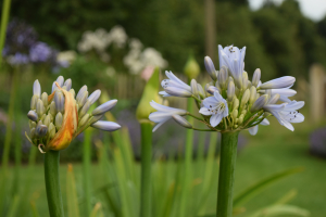 Agapanthus 'Blue Moon' (bladverliezend)