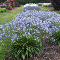 Agapanthus 'Blue storm ®' (bladhoudend)