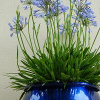 Agapanthus 'Blue storm ®' (bladhoudend)