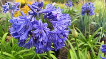 Agapanthus 'Blue thunder ®' (bladhoudend)