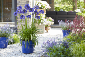 Agapanthus 'Blue thunder ®' (bladhoudend)