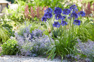 Agapanthus 'Blue thunder ®' (bladhoudend)