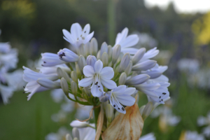 Agapanthus 'Blue Moon' (à feuillage caduque)