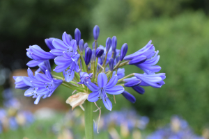 Agapanthus 'Bressingham Blue' (à feuillage caduque)