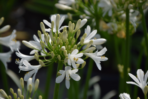 Agapanthus 'Bridal bouquet' (bladhoudend)