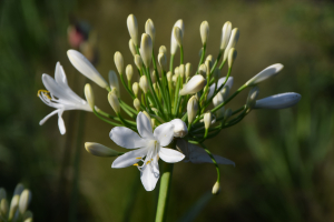 Agapanthus 'Bridal bouquet' (bladhoudend)